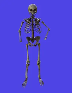 models/player/skeleton.mdl